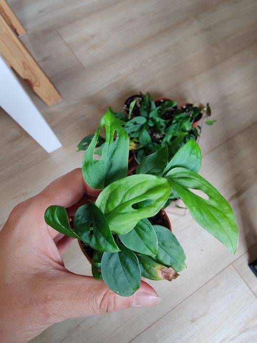 Monstera laniata, młoda ukorzeniona 4 pędy w doniczce