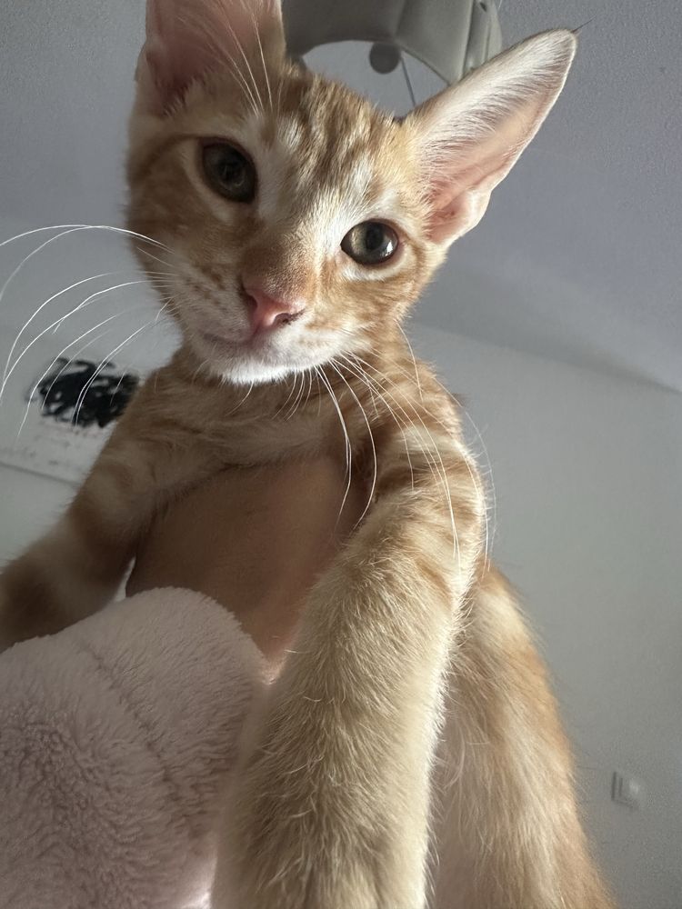 Gatinho para doação