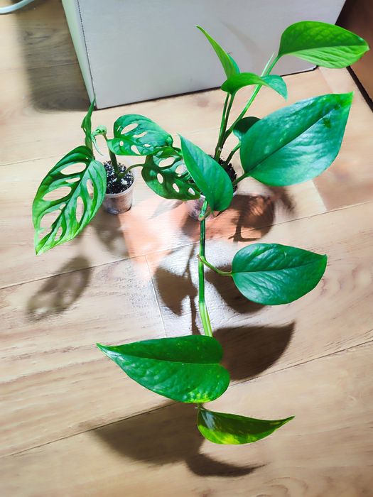 Фікус Керлі, набори різних фікусів