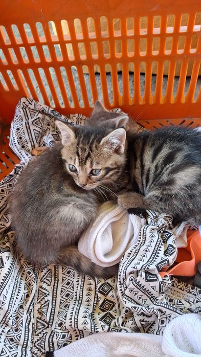 Продаю котят Бенгальские коти тигри