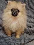 Szpic Miniaturowy Pomeranian (suczka XS)