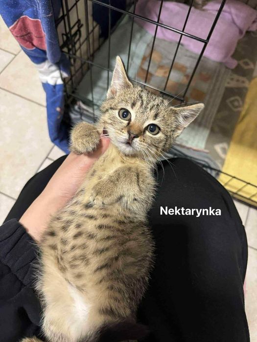 Trzy kocie siostry czekają na dom