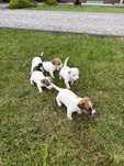 Jack Russell Terrier
