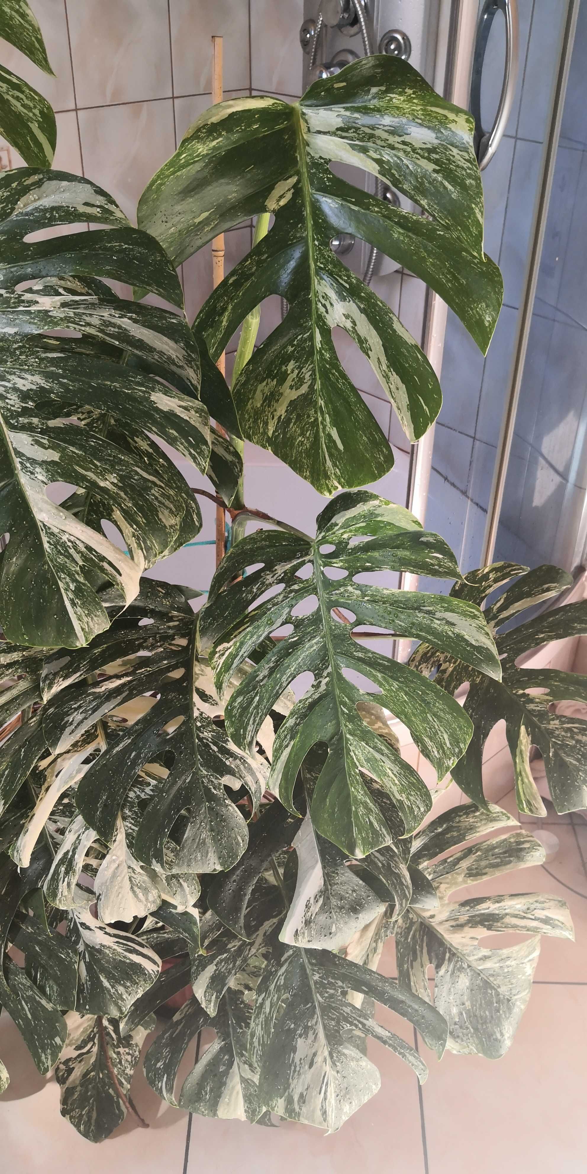 Monstera Deliciosa Variegata 2