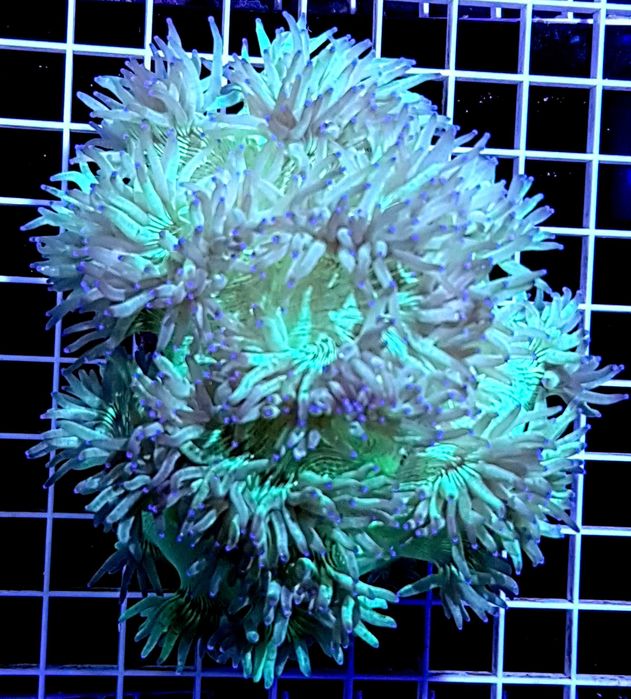 Akwarium morskie - Catalaphyllia jardinei