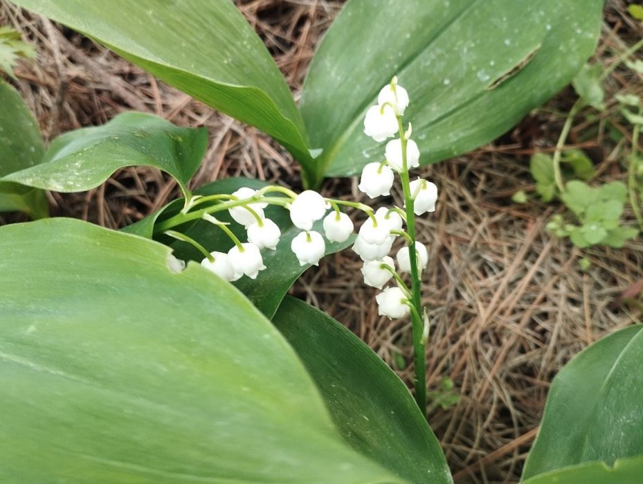 Konwalia majowa - 20 szt. + 5 gratis