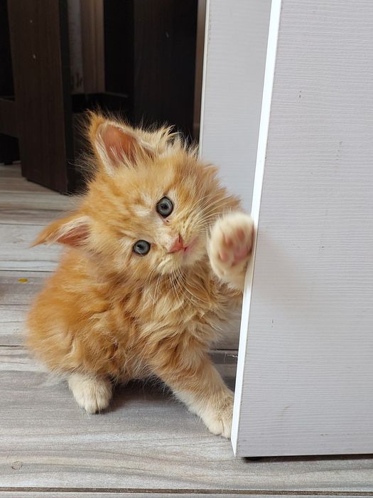 Різного кольору вибір мейн куни недорого