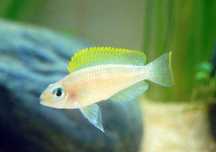 Neolamprologus Caudopunctatus ciclídeos Africanos