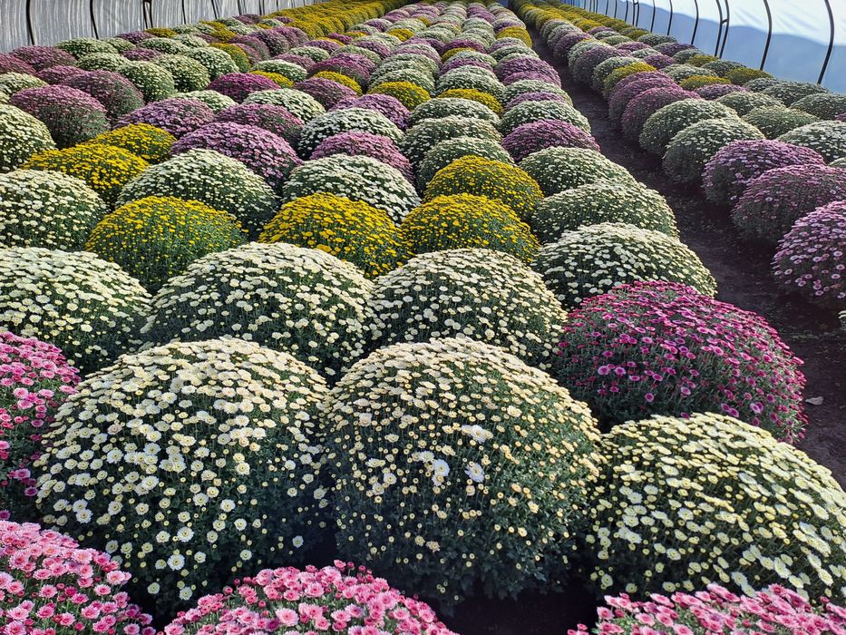 Chryzantemy drobnokwiatowe