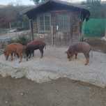 Porcos Cruzados Duroc x Porco Preto, criados no monte