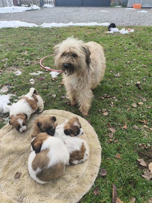 Oddam słodkie pieski