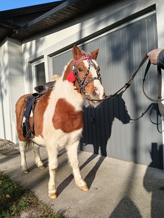 Kucyk  kucyki grzeczne