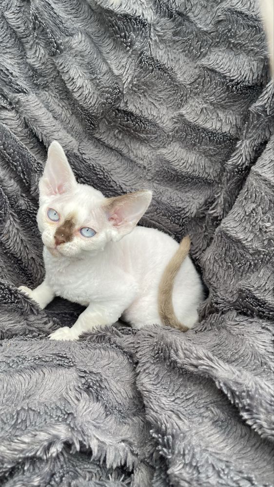Devon rex kocurek , rodowod FPL/FIFE