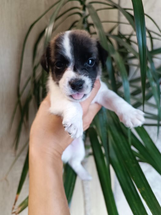 Щеночек загляденье !