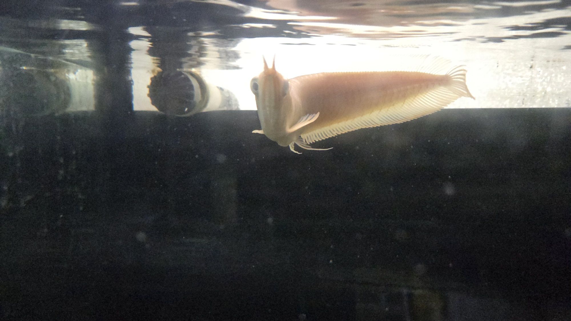 Arowana albina c/defeito