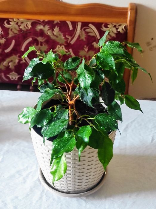 Фікус Голден Монік Наомі