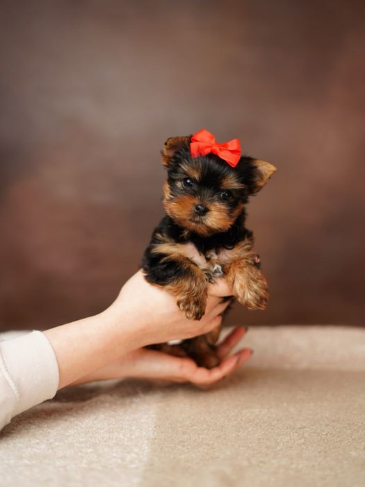 Йоркширские красотульки