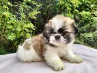 shih-tzu Miniaturka