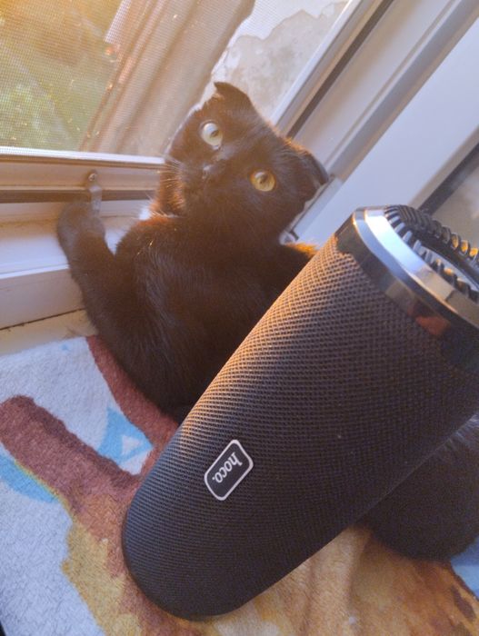 В поиске мальчика  для вислоушки