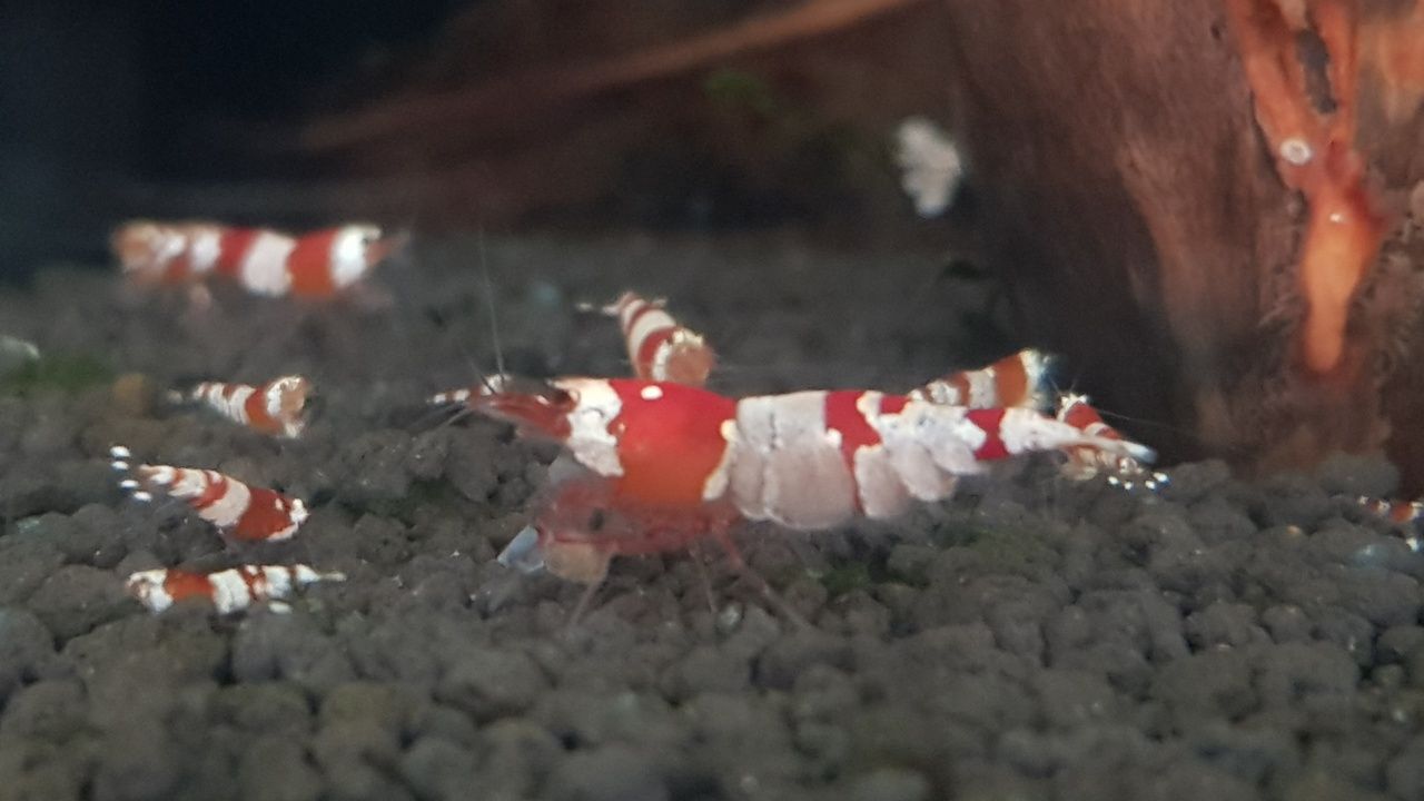 Camarões Caridina Cristal Red