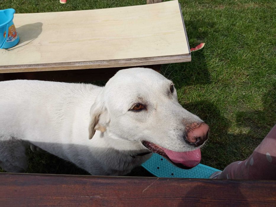 Benia - Psina bez rodowodu, ale z wiekim sercem