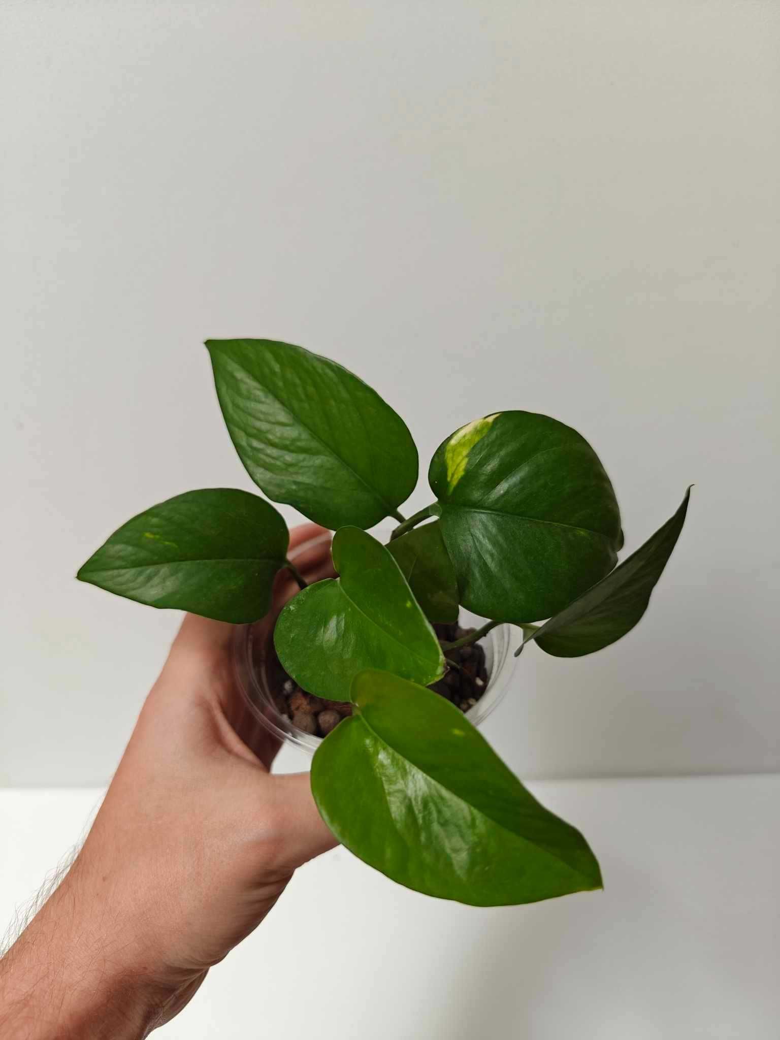 Epipremnum Aureum zestaw 5 + 1 gratis