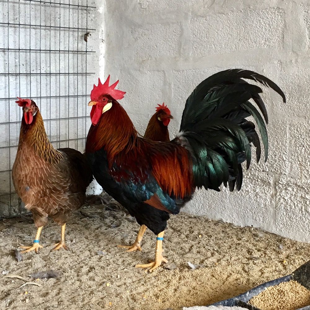 Galinhas legorne