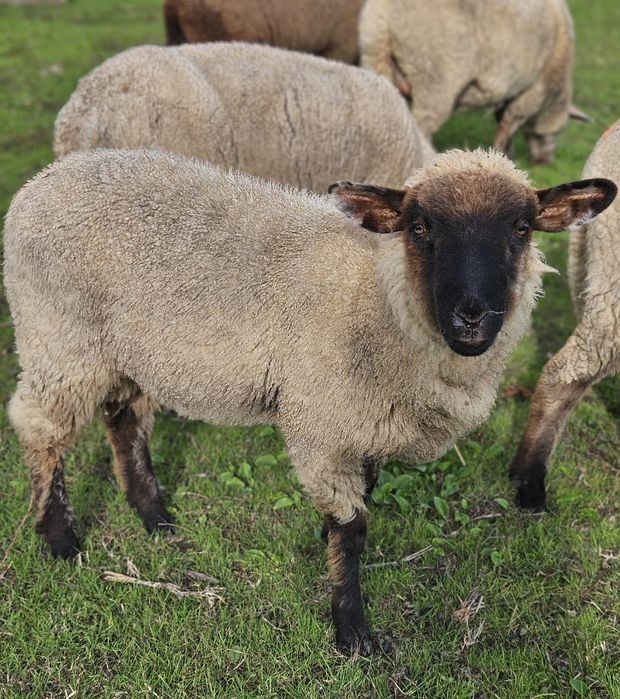 Cruzado sulfok para venda
