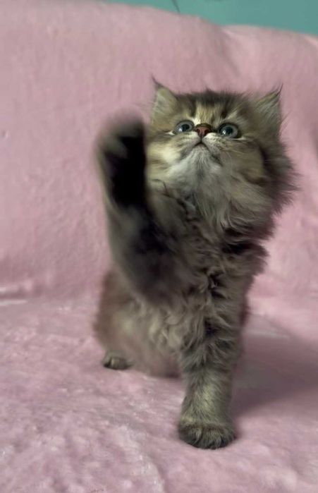 Кошеня - золота британська дівчинка