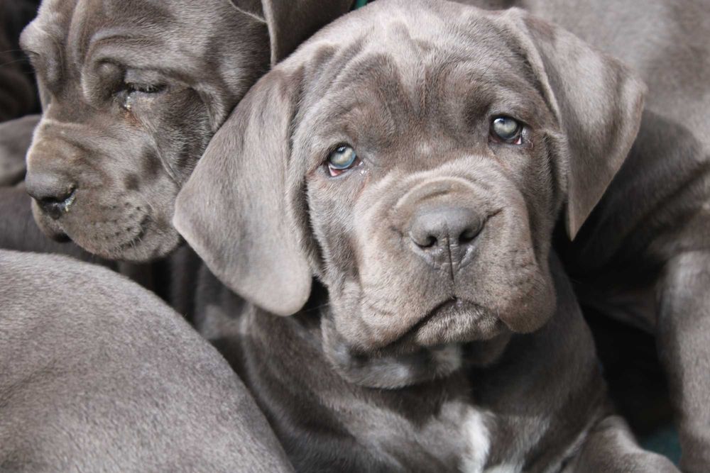 Предлагаеться Кане Корсо КСУ-FCI серая красавица