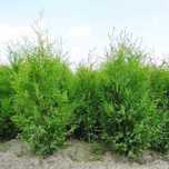 Tuja Brabant! 160,180,200,220 cm! Dowozimy! Sadzimy! Thuja! Tuje!