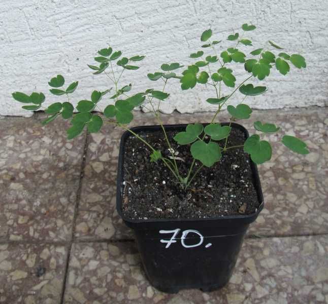 RUTEWKA DELAVAYA BIAŁA - sadzonki w doniczkach