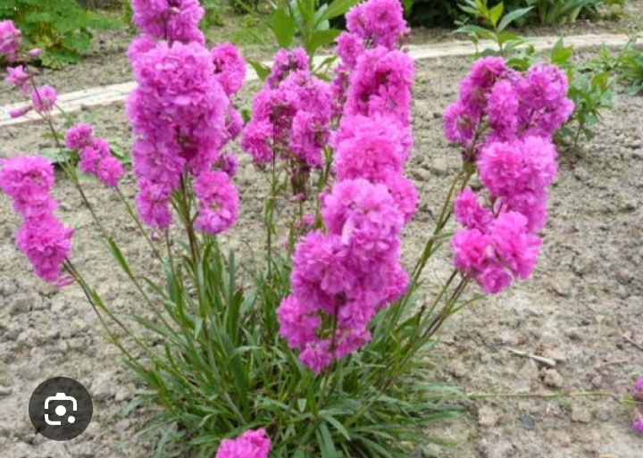 Смолка, низькоросла