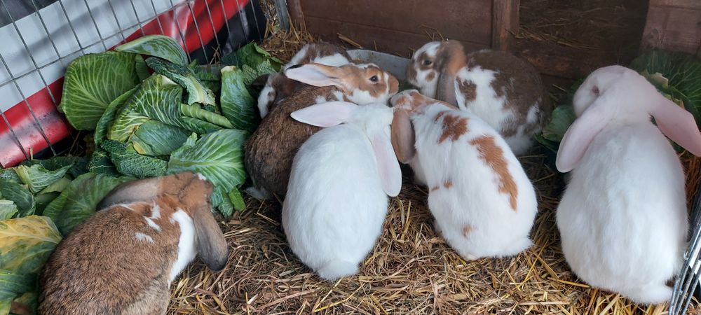 Kroliki  żywe  bądź  ubite  tuszki