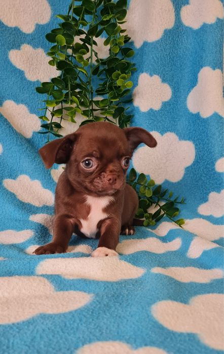 Estupendo mini mini Chocolatinho Chihuahua/Chiuaua de Qualidade