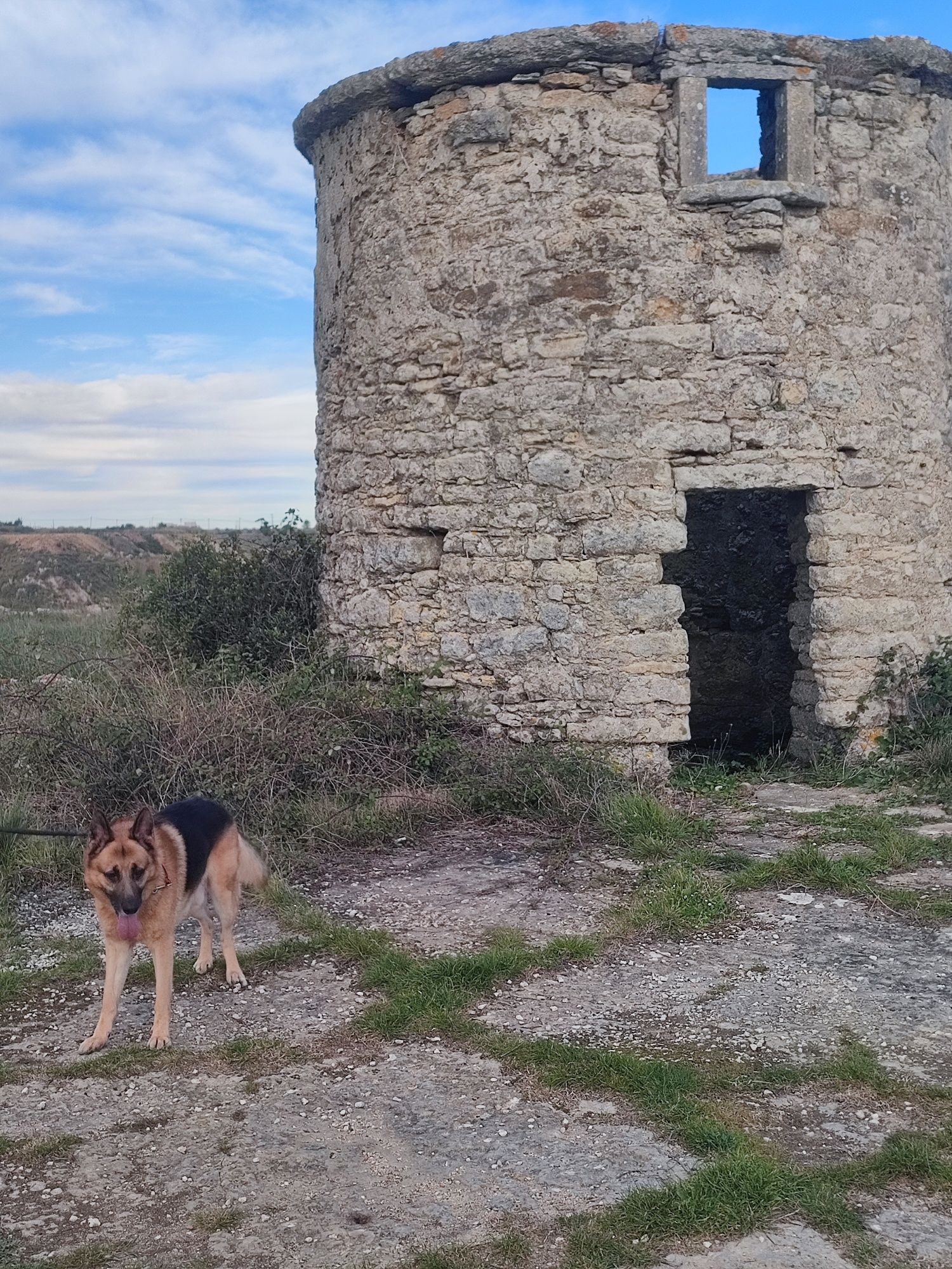Estadia para cães