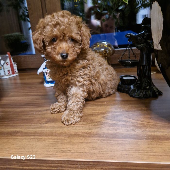 Pudel Miniatura Bzyk