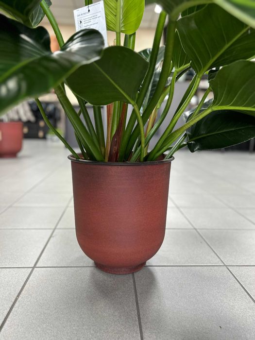 Philodendron Green Beauty, filodendron, duży zielony liść