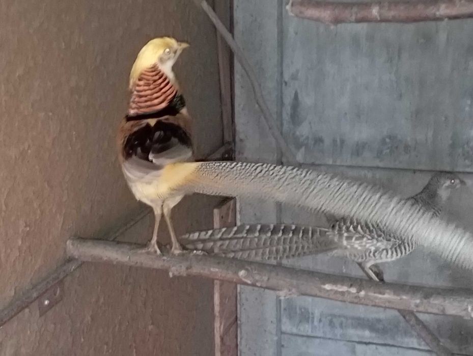 Sprzedam bażanty bananowe