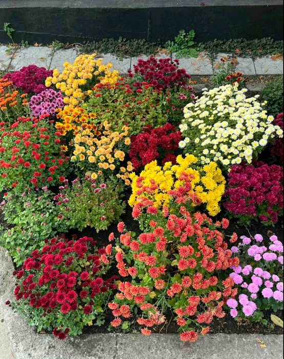 Хризантема різнокольорова