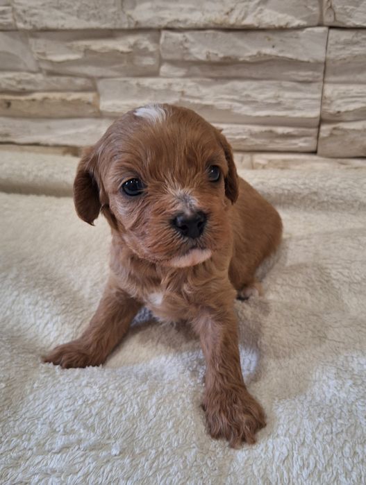 Szczeniak CAVAPOO suczka