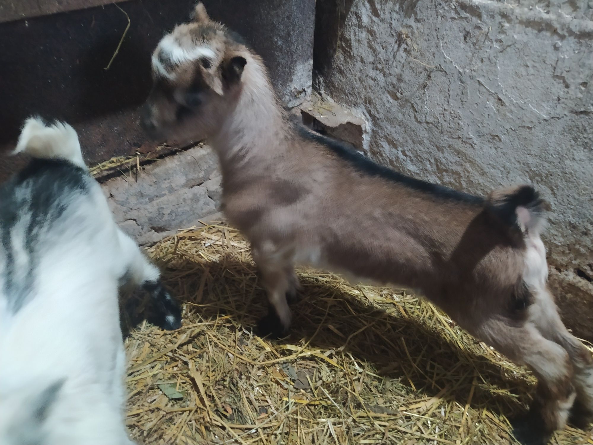 Продам козенят ЛАМАНЧА не дорого 2 козочки мама на фото