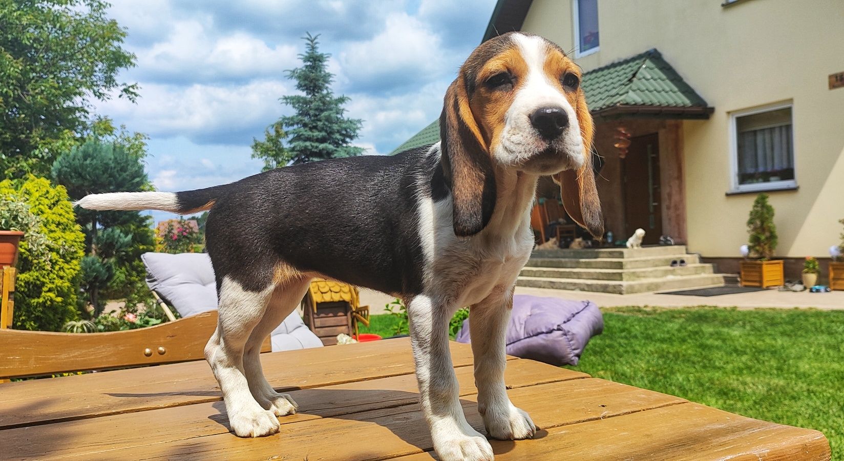 Piękna Suczka Beagle  • GOTOWE DO ODBIORU •