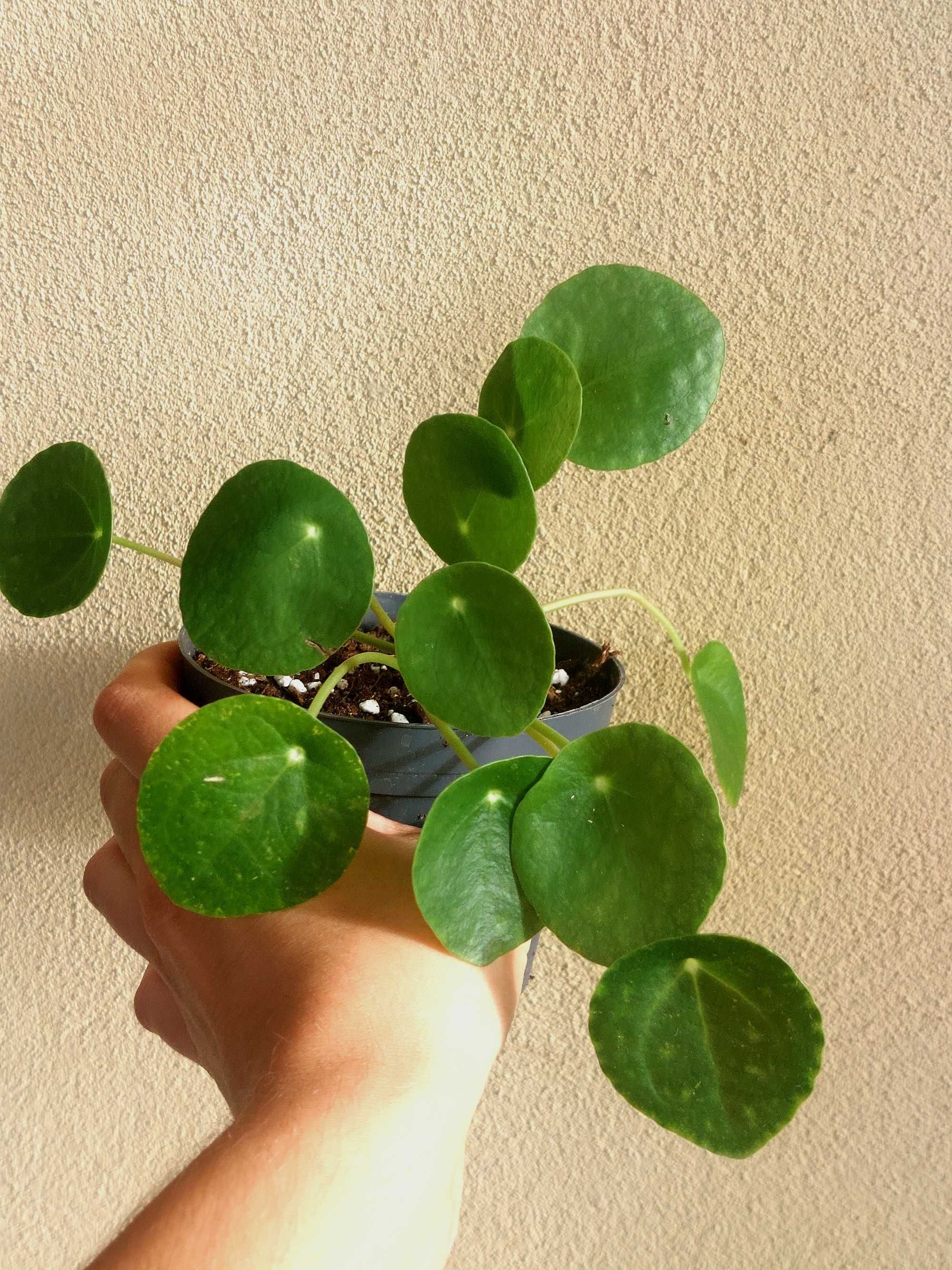 Planta Pilea Peperomioides
