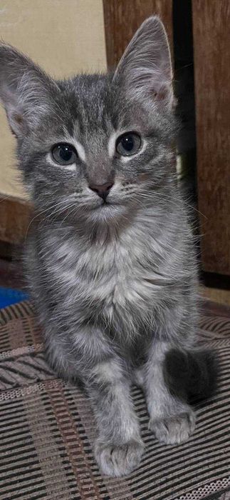 Кошенята безкоштовно