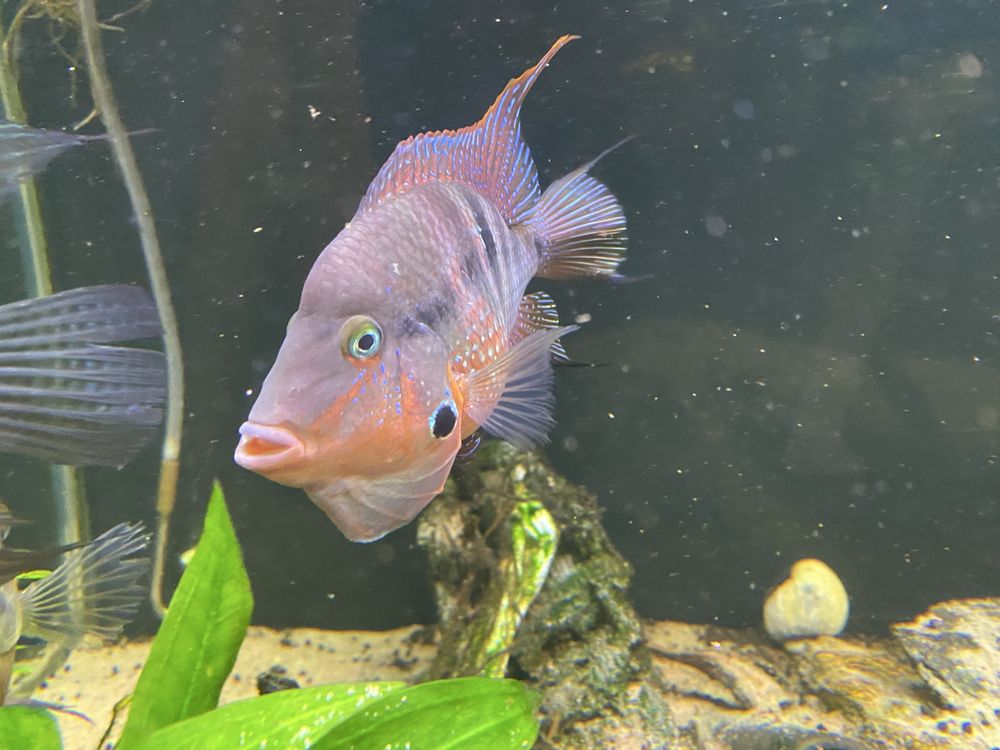 Ciclideo Boca de Fogo (Thorichthys meeki)