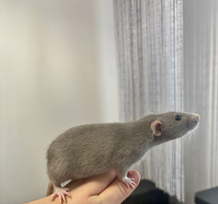 Młode Szczury z klatka