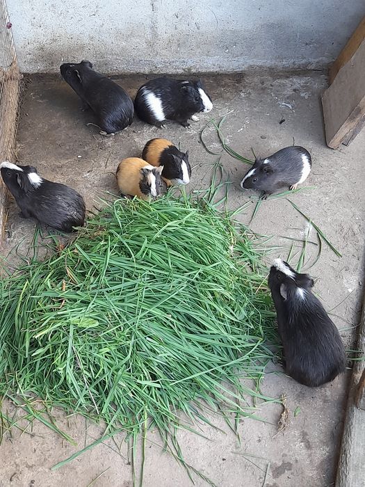 Морські свинки, пара