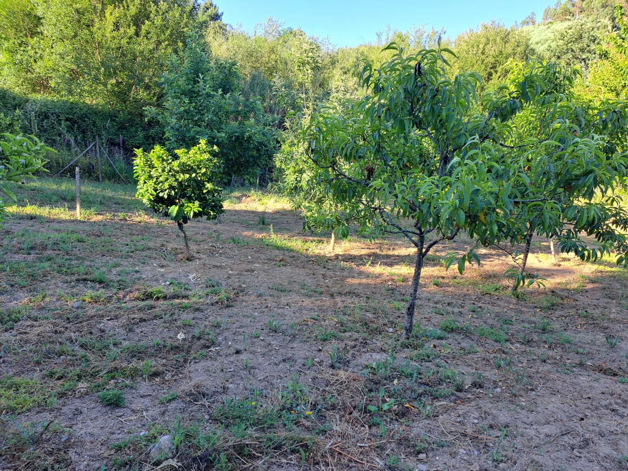 Terreno Agricola