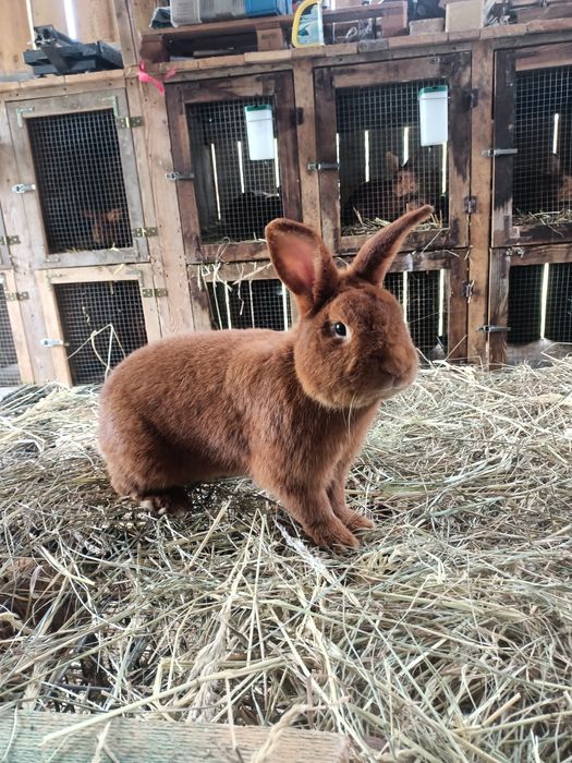 Króliki tuszki Nowozelandzkie czerwone